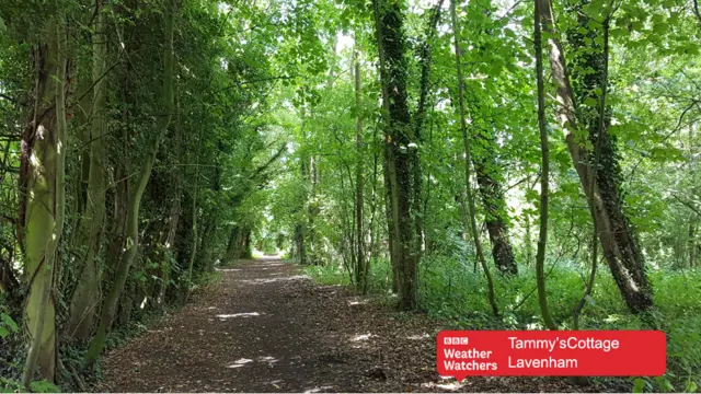 Woodland walk in Lavenham