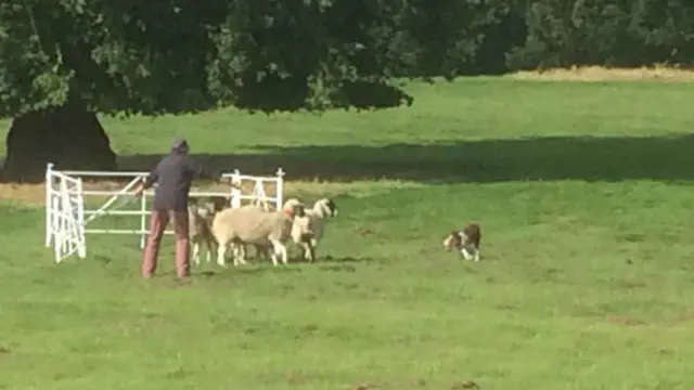 Pic 2 in sequence of sheep handling