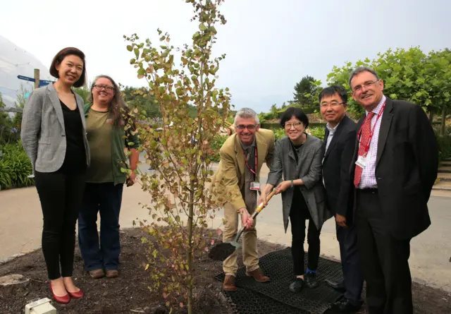 Eden Project staff celebrate agreement by planting tree