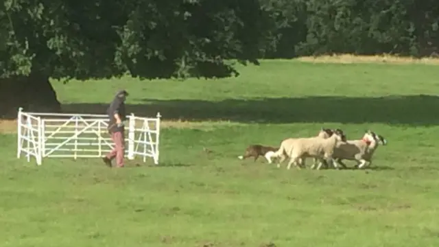 Pic 3 in sequence of sheep handling