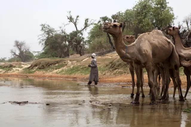 Camels crossing the border in Niger