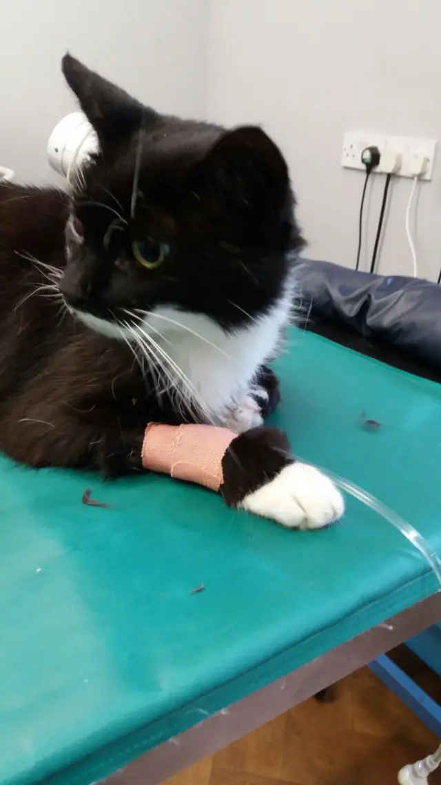 injured black and white cat