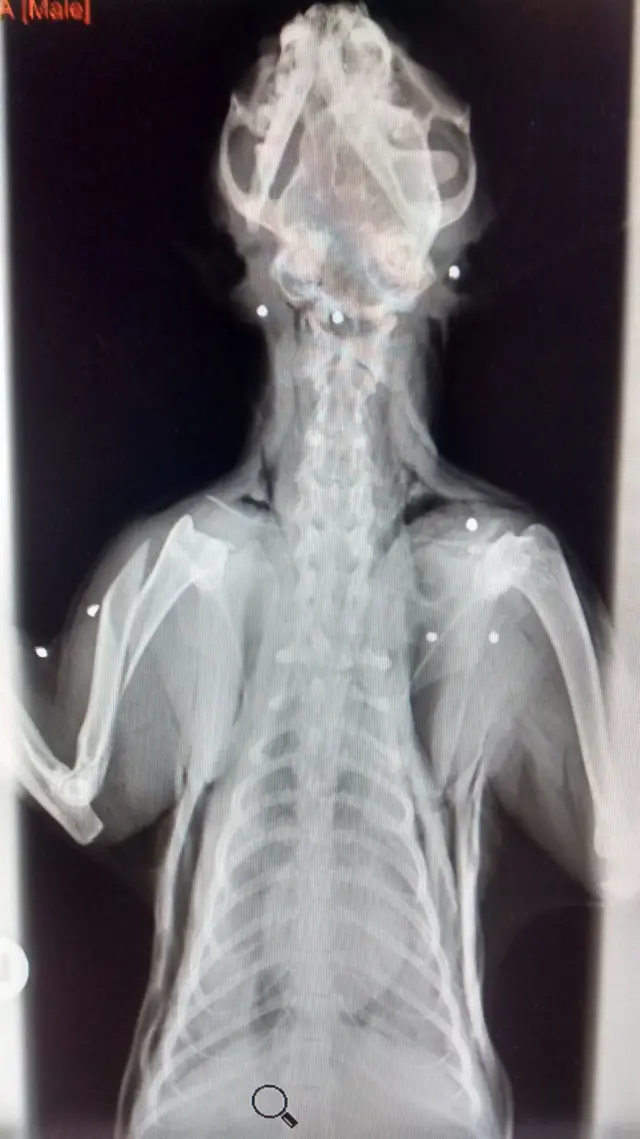 x-ray of cat