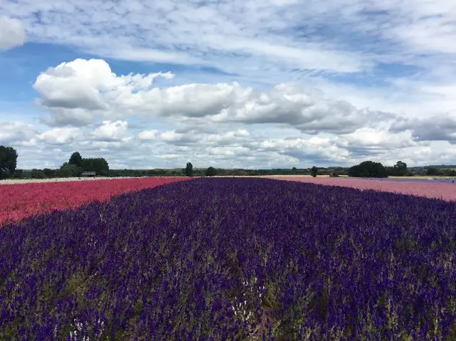 Fields at Wick