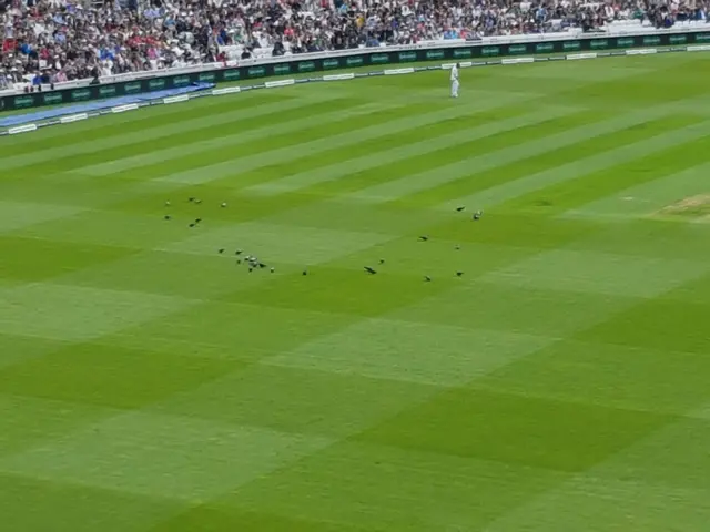 Pigeons