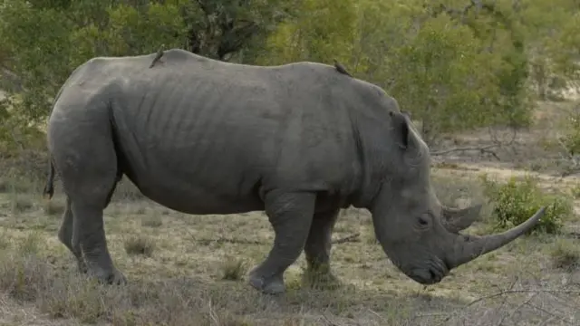 Rhino