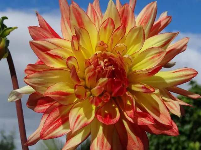 Dahlia