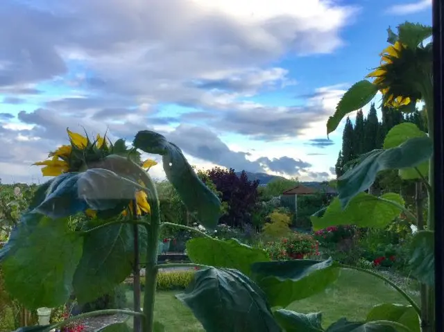 Skies over Broadheath through jungle of sunflowers