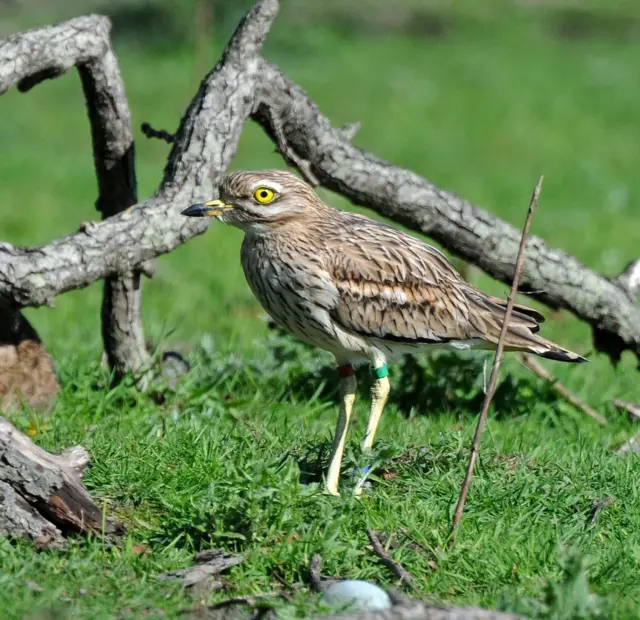 Adult stone curlew