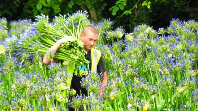 Flower picker in field