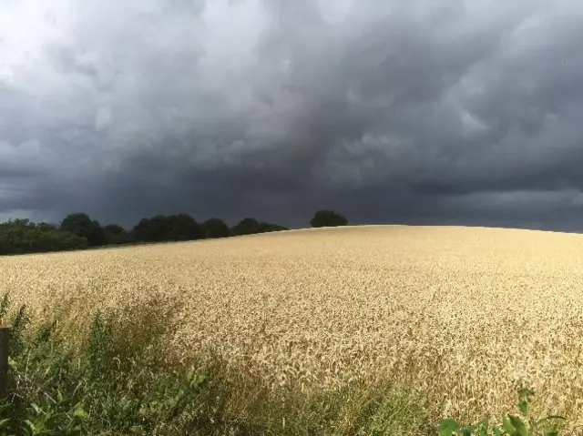 Cornfields at Doverdale