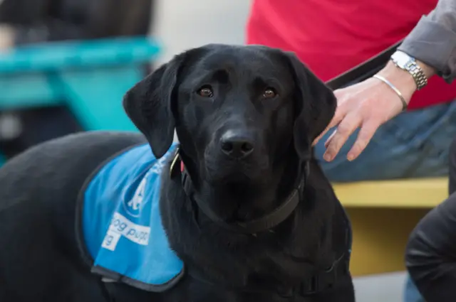 Dogs Of Festival Square