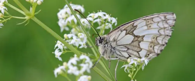 Marbled white butterfly