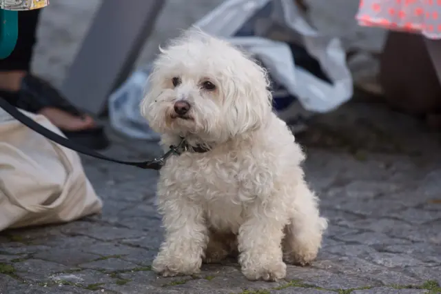 Dogs Of Festival Square
