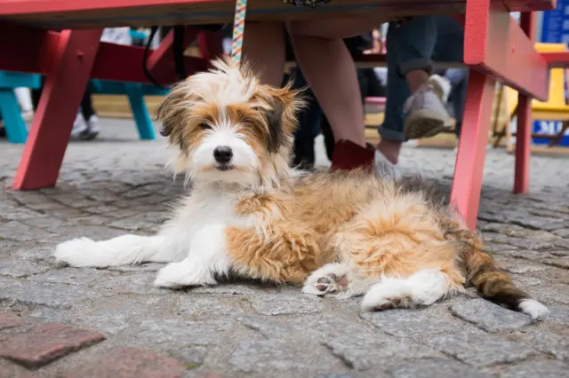 Dogs Of Festival Square