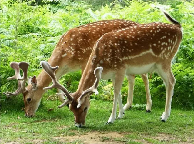 Fallow deer