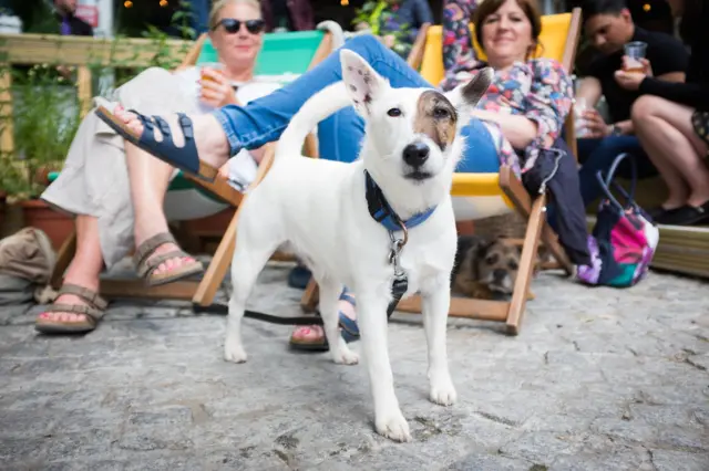 Dogs Of Festival Square