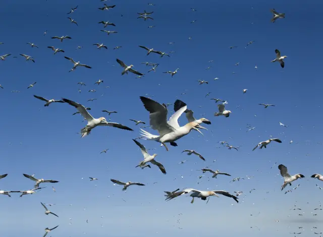 Gannet birds feeding