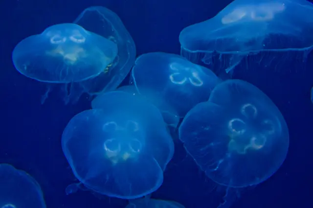 Blue jellyfish in a tank