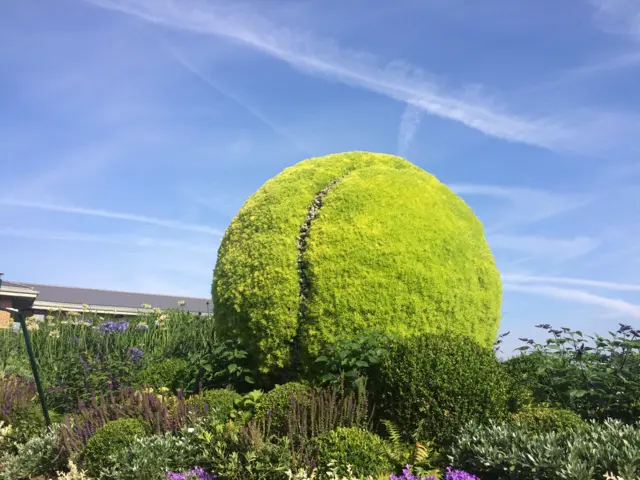 Topiary tennis ball