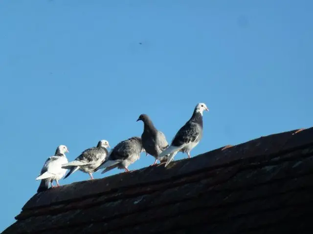 Pigeons