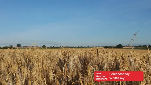 Field in Whittlesey