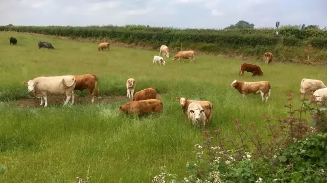 Cows in Glapwell