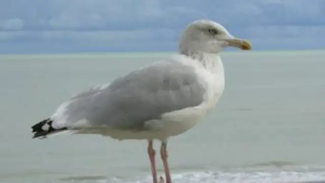 Seagull