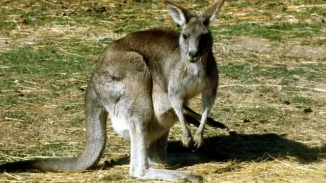 Kangaroo