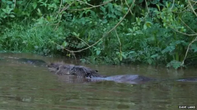 Beavers