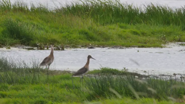 Godwits