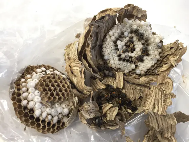 Frozen Asian hornet hive