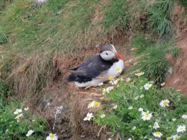 Puffin sitting down