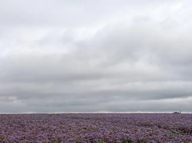 crops in field with clouds above