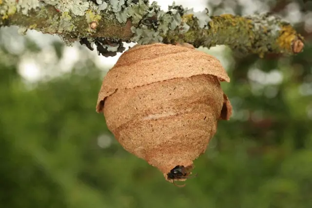 Asian hornet nest