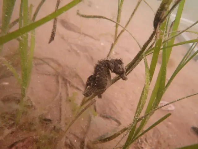 Short-snouted seahorse