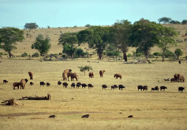 Buffalos and elephants graze on a plain at the Tsavo West National Park, near Voi, around 350 kilometres southeast of Nairobi on February 16, 2017