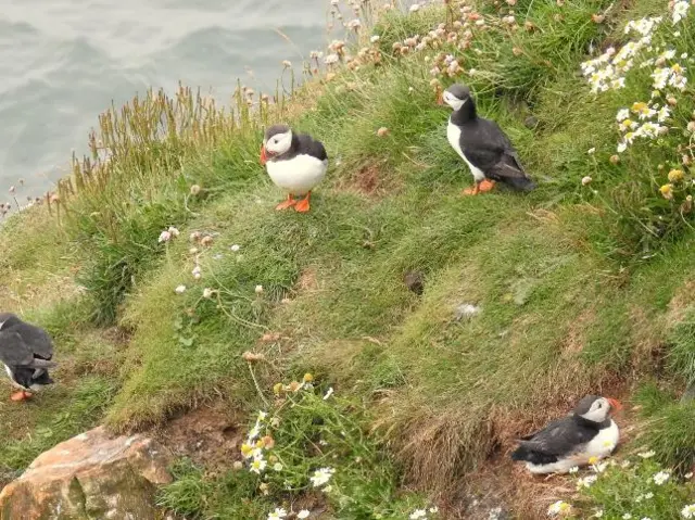 Group of puffins