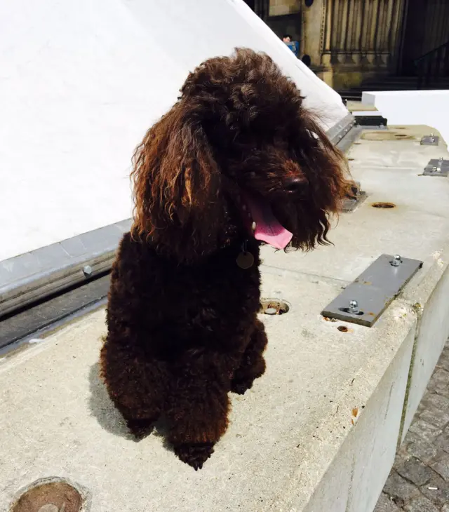 Lola, 7 year old poodle
