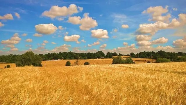 Fields at Bealings