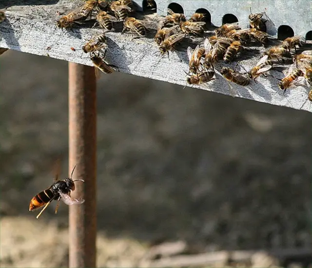 Asian hornets