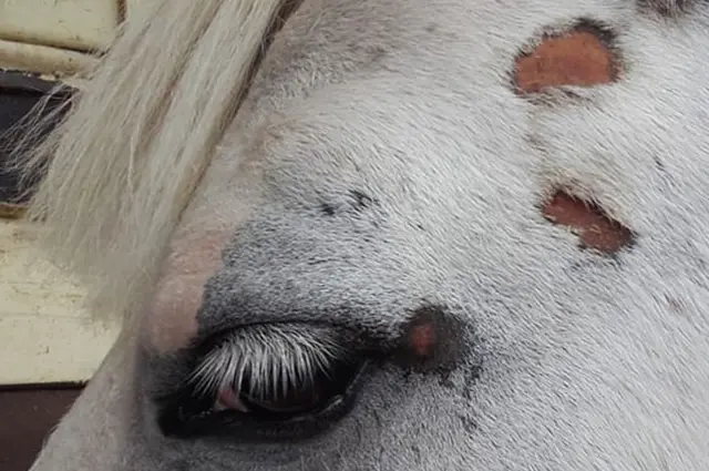 Injured horse