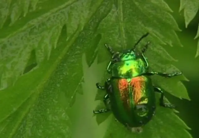 Tansy beetle