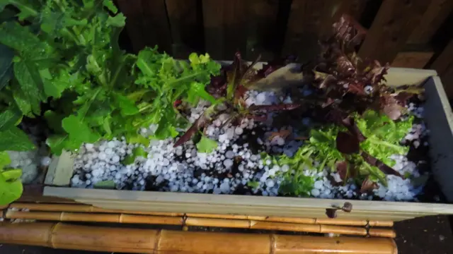 Ice in plants
