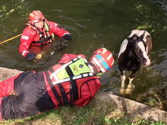 Foal rescue