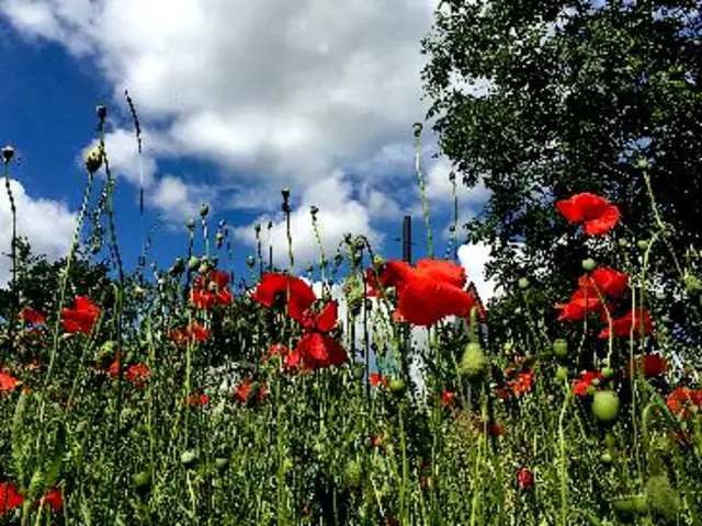 Poppies
