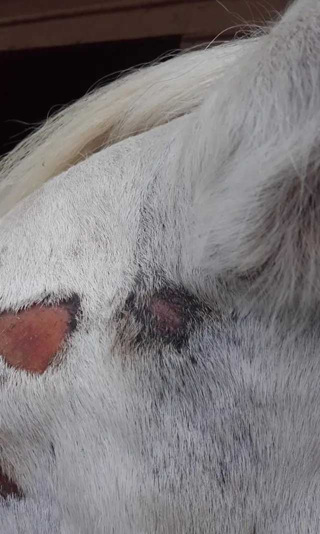 Injuries to Crystal the horse