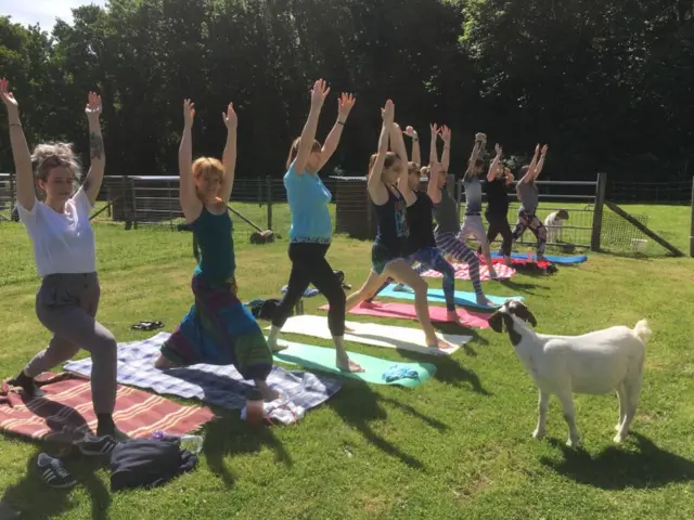 Goat yoga