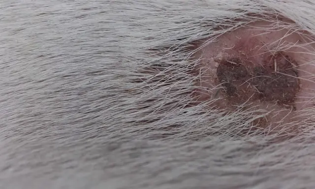 Injuries to Crystal the horse