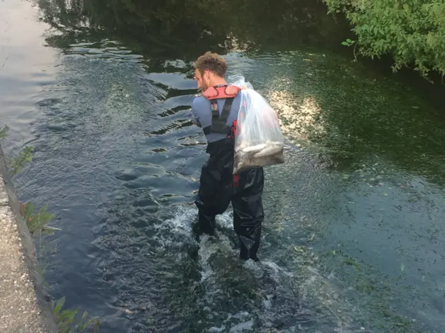 Man in a river collecting dead fish